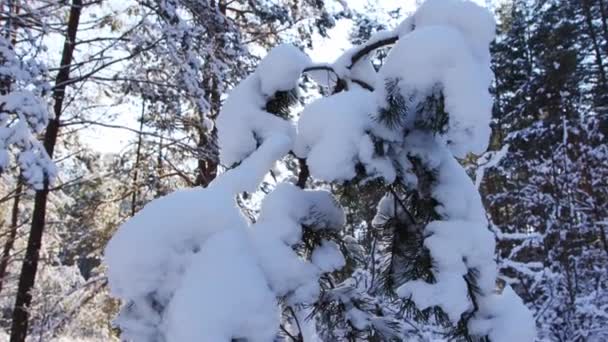 Prachtige sparren boom in de wintersneeuw tegen de achtergrond van de zonnestralen. Spar takken onder een laag sneeuw in het bos, prachtige winter natuur — Stockvideo