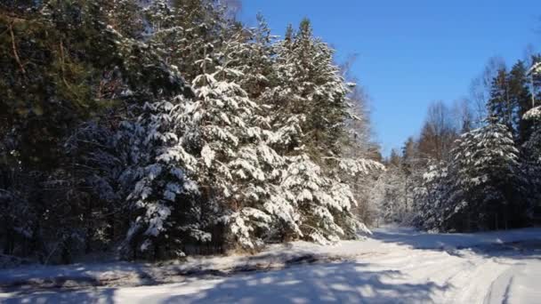 Piękny zimowy las w słoneczny dzień. Leśna droga w śniegu. Natura zimowa — Wideo stockowe
