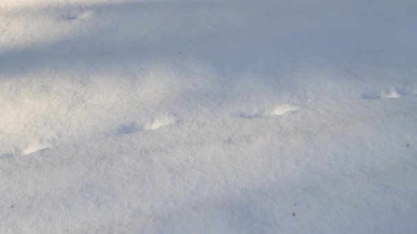 Rastros de animales silvestres en la nieve en el bosque en invierno — Vídeos de Stock