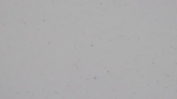 Nevicate in inverno contro il cielo. I fiocchi di neve stanno cadendo al rallentatore. Tempesta. Natale e Capodanno. Isolato bianco sfondo grigio sovrapposizione — Video Stock