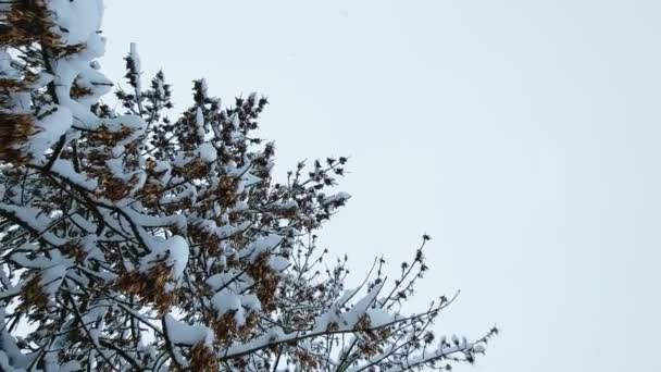Dry seeds on branches on a snow-covered tree against the background of the sky. Snowfall, copy spacefor text — Stock Video