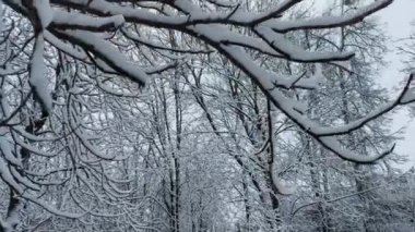 Parkta karla kaplı ağaçlar, ağaç dallarında kar var. Güzel kış doğası, arka plan