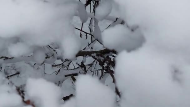 Arbustos en la nieve después de fuertes nevadas en invierno. Hermosa naturaleza, nieve deriva — Vídeos de Stock