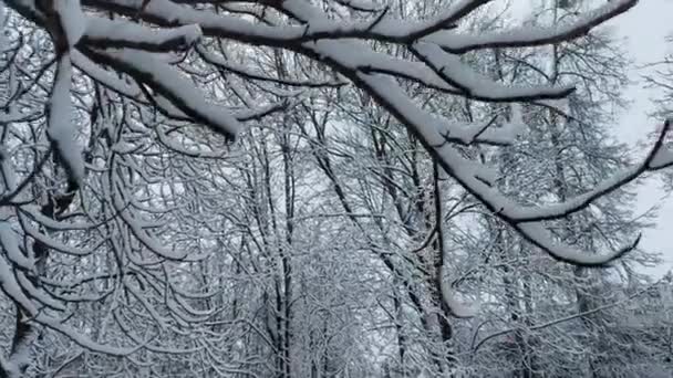 Zasněžené stromy v parku, na větvích stromů leží sníh. Krásná zimní příroda, pozadí — Stock video