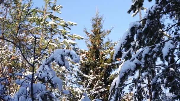 Güneşli bir günde, kışın, Noel ağaçlarında kar tepeleri olur. Güzel doğa, arka plan — Stok video