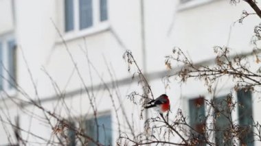 Parlak kırmızı göğüslü güzel bir kuş ispinozu bir ağaç dalına oturur ve tohum yer. Kış havası, ilkbahar başlangıcı, yakın çekim.