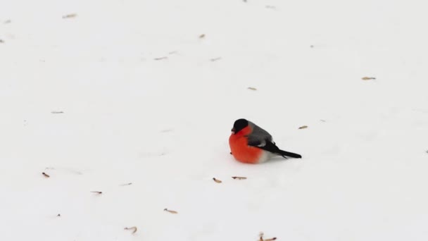 Bullfinch pássaro de inverno com peito vermelho brilhante coleta sementes de acácia na neve, fundo. Inverno frio, início da primavera, natureza — Vídeo de Stock