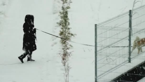 Kobieta kochanka spacery jej husky psa w śniegu w zimie na nawykach — Wideo stockowe
