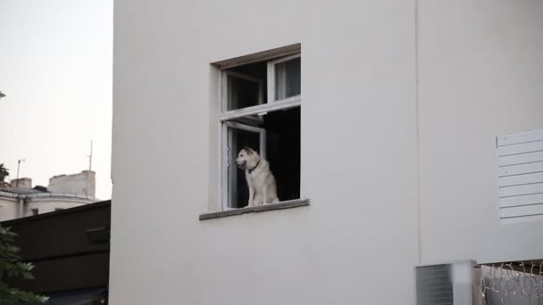 Un perro doméstico se sienta en la ventana de una casa mirando a la calle y espera a su dueño — Vídeo de stock