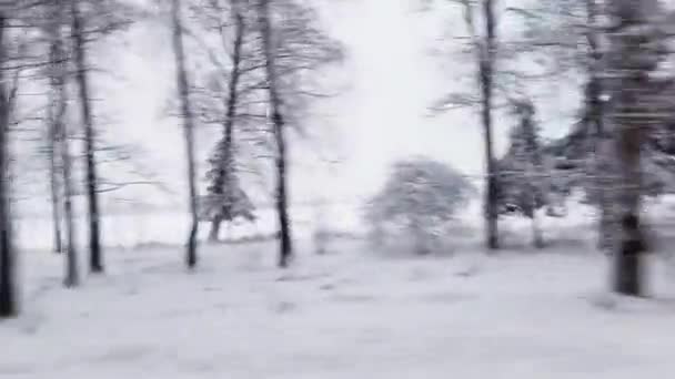 Pohled z okna auta v pohybu na zimní zasněžený les. Sníh leží na větvích stromů po sněžení, pozadí — Stock video