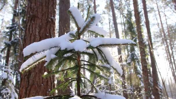 Um chapéu feito de neve em uma pequena árvore de Natal na floresta contra o fundo do sol. Bela floresta de inverno, dia gelado — Vídeo de Stock