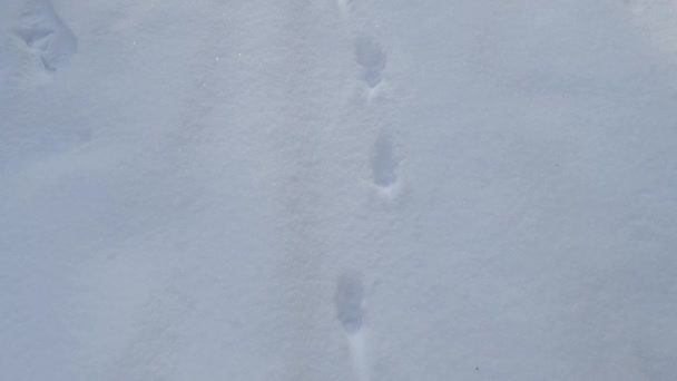 Traces of wild forest animals in the snow in the forest in winter — Stock Video