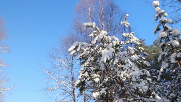 Los casquetes de nieve en los árboles de Navidad en invierno en un día soleado brillante. Hermosa naturaleza, fondo — Vídeos de Stock