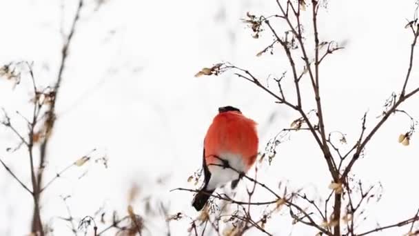 Μια όμορφη bullfinch πουλί με ένα φωτεινό κόκκινο στήθος κάθεται σε ένα κλαδί δέντρο και τρώει σπόρους. Χειμώνας, αρχές της άνοιξης, κοντινό πλάνο — Αρχείο Βίντεο