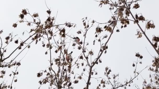 Les magnifiques merles à poitrine rousse se nourrissent des graines d'acacia sur l'arbre. Temps d'hiver le début du printemps, fond — Video