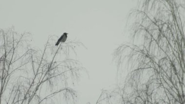 Kuş kargası bulutlu havada kışın bir ağaç dalında oturur, kar yağıyor. Metin ve arkaplan için alanı kopyala