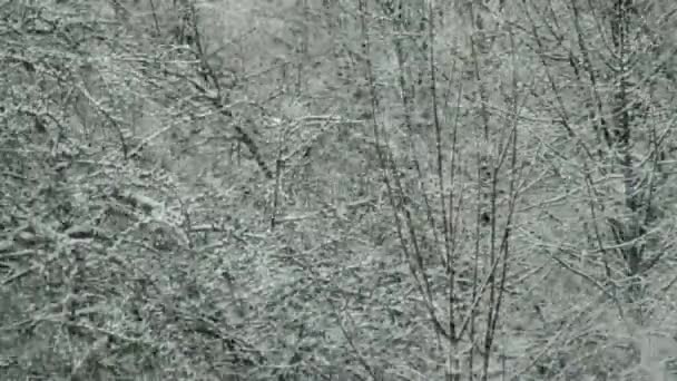 Снежинки зимой на фоне заснеженных деревьев в парке. Копирование текста — стоковое видео