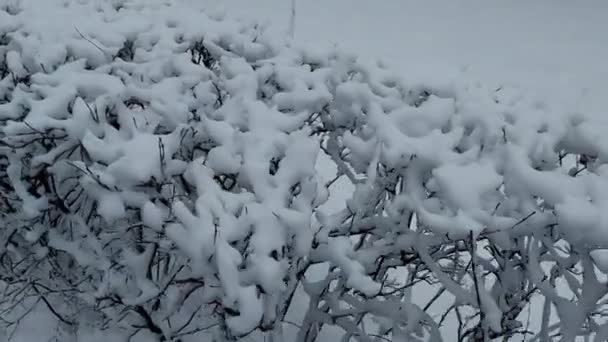 Kışın yoğun kar yağışından sonra karda çalı çırpı. Güzel doğa, kar yağışı — Stok video