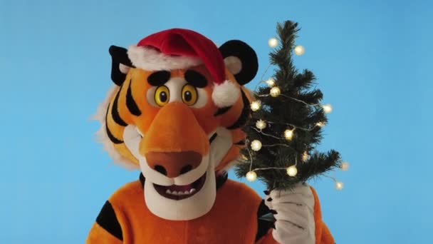 Símbolo de 2022 Ano Novo. Homem em traje de tigre com chapéu vermelho de santas segura árvore de natal com luzes em sua pata e cheira no fundo azul. Modelo masculino em boneca de crescimento. Sinal de calendário do zodíaco chinês — Vídeo de Stock