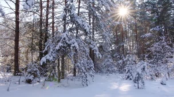 Яскраве сонце взимку крізь гілки дерев, на яких лежить сніг. Зимовий красивий ліс, фон — стокове відео