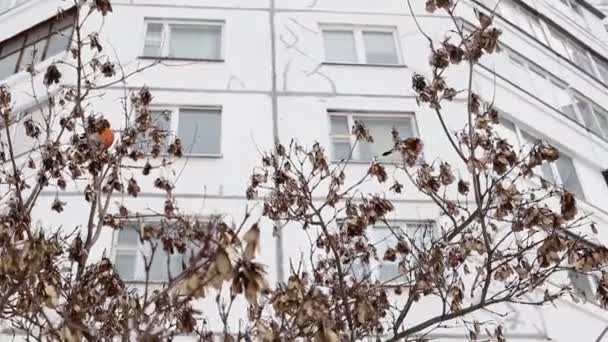 Los hermosos pinzones de pecho rojo se alimentan de las semillas de acacia en el árbol. El clima invernal el inicio de la primavera, el fondo — Vídeo de stock