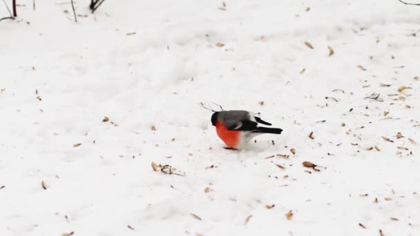 El pinzón pájaro de invierno con pecho rojo brillante recoge semillas de acacia en la nieve, fondo. Invierno frío, primavera temprana, naturaleza — Vídeo de stock