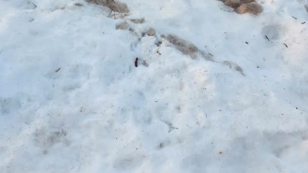 Vuile sneeuw met wegreagentia en gesmolten asfaltweg. Kopieer ruimte voor tekst — Stockvideo