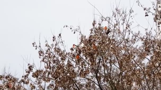 Burung bullfinch berdada merah yang cantik memakan biji acacacia di pohon. Musim dingin cuaca awal musim semi, latar belakang — Stok Video