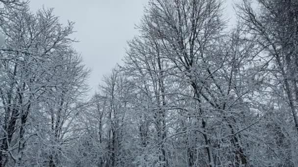 Заснеженные деревья в парке, снег лежит на ветвях деревьев. Красивая зимняя природа, фон — стоковое видео