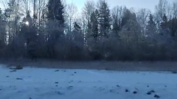 太陽を背景に冬の風景の列車の窓からの眺め。森の中の雪 — ストック動画