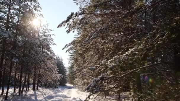 Зимний лес в яркий солнечный день. Лесная дорога в снегу. Зимняя природа — стоковое видео