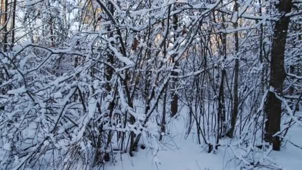 Hermoso bosque de abedul de invierno contra el telón de fondo del sol. La nieve yace en las ramas de los árboles, día helado. Temporada de invierno — Vídeo de stock