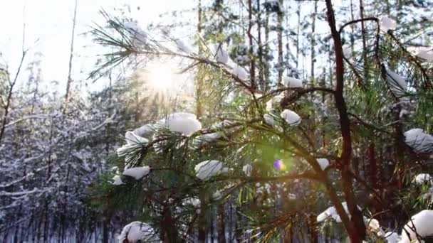 A hat made of snow on a small Christmas tree in the forest against the background of the sun. Beautiful winter forest, frosty day — Stock Video