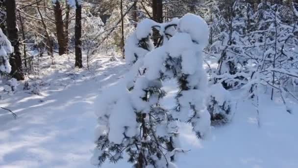 Kışın kar altında, güneş ışınlarının arka planında güzel bir çam ağacı. Ormanda kar tabakasının altında ladin dalları, güzel kış doğası. — Stok video