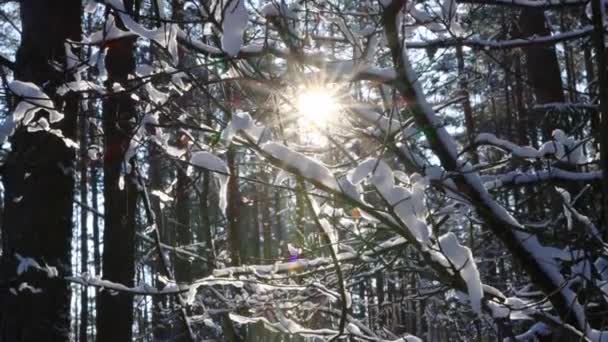 A fényes nap télen a fák ágain keresztül, melyeken a hó fekszik. Tél gyönyörű erdő, háttér — Stock videók