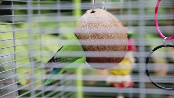 코코넛 속에 감춰 두었던 아름다운 파랑비늘돔 — 비디오