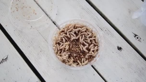 Spousta červů pro rybaření se pohybuje ve sklenici na bílém stole, zblízka — Stock video