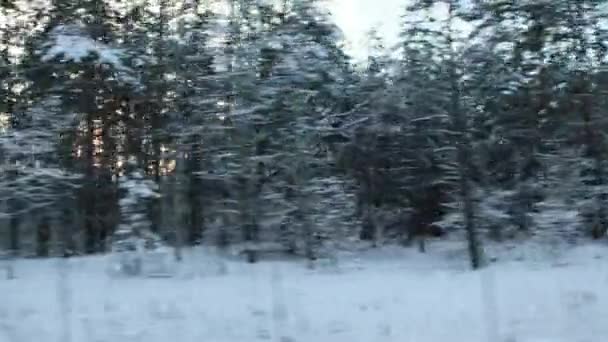Háttér havas erdők és fenyők, napos naplemente. Kilátás a mozgó ablakból, fagyos időjárás, utazás — Stock videók