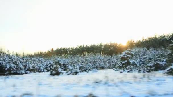 Günbatımı arka planında güzel bir kış manzarası ve orman. Hareket halindeki arabanın görüntüsü. Çok fazla kar var. Metin için alanı kopyala — Stok video