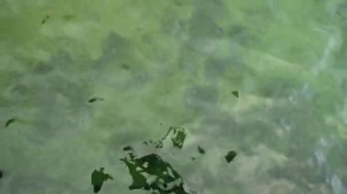 Dalgalı yeşil suyun güzel arka planı, yeşil göl. Uzayı metin ve açık hava için kopyala