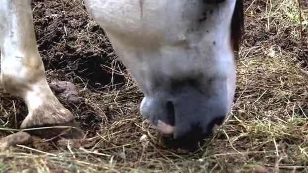 Bílý kůň jí suché seno, zblízka — Stock video