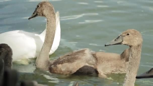 Uma companhia de cisnes jovens nada no lago em seu ambiente natural, close-up — Vídeo de Stock