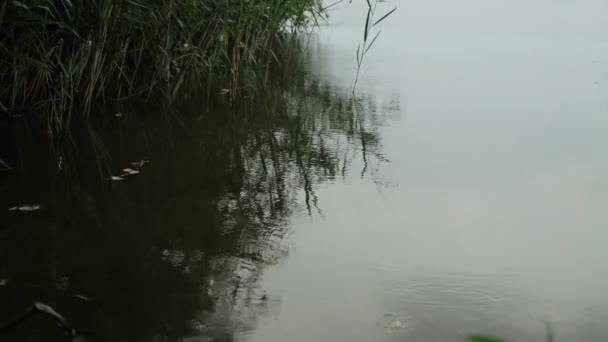 Regendruppels op het water van het meer in het riet, achtergrond. Kopieer ruimte voor tekst — Stockvideo