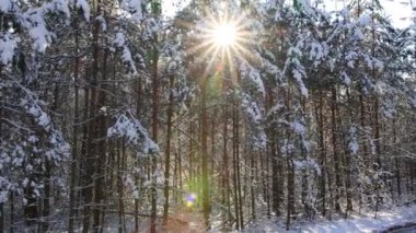 Kışın, kar yağan ağaçların dallarından geçen parlak güneş. Kış güzel orman, arka plan