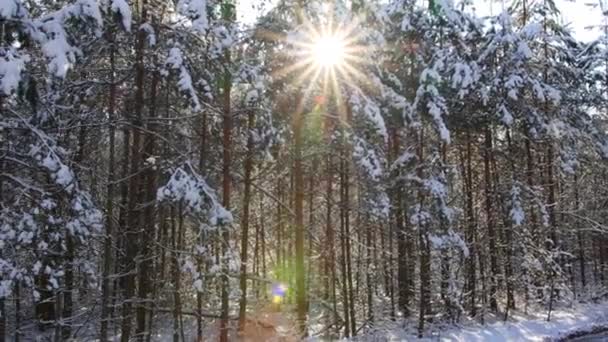 Яркое солнце зимой сквозь ветви деревьев, на которых лежит снег. Зима красивый лес, фон — стоковое видео