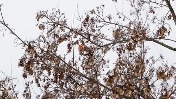 A gyönyörű vörös mellű bikapinty madarak a fa akácmagjaiból táplálkoznak. Téli időjárás a tavasz kezdete, háttér — Stock videók