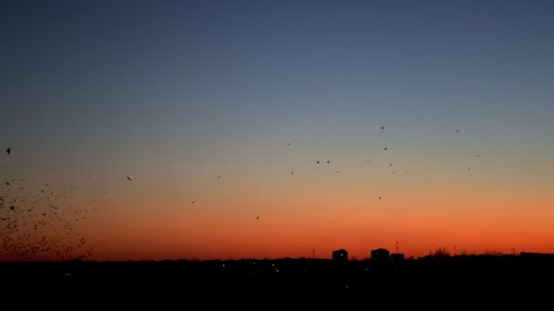 Siluetas negras de una bandada de aves en el fondo de la puesta de sol de la noche y la ciudad. Cielo naranja, espacio de copia para texto — Vídeos de Stock