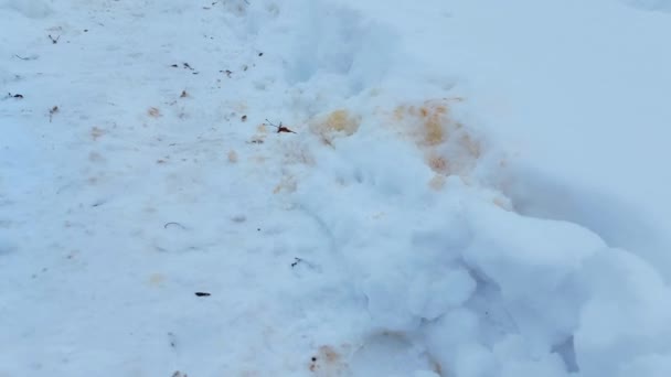 Pets excrement in the form of urine in the snow, outdoor — Stock Video