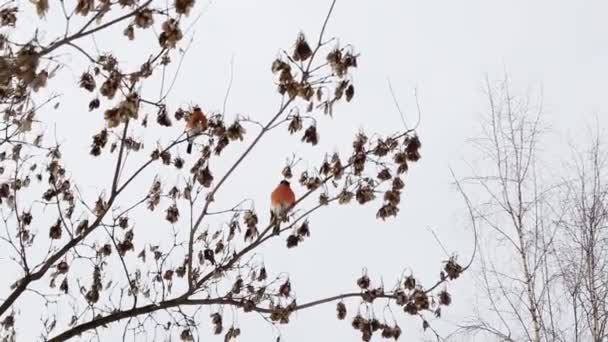 Τα όμορφα κοκκινόστηθα πουλιά τρέφονται με τους σπόρους ακακίας στο δέντρο. Χειμώνας καιρικές συνθήκες η έναρξη της άνοιξης, φόντο — Αρχείο Βίντεο