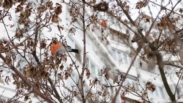 De vackra rödbröstad tjurfäktningsfåglarna livnär sig på akaciafröna på trädet. Vinter väder uppkomsten av våren, bakgrund — Stockvideo